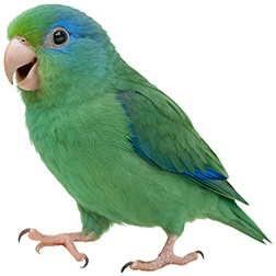 Spectacled Parrotlet